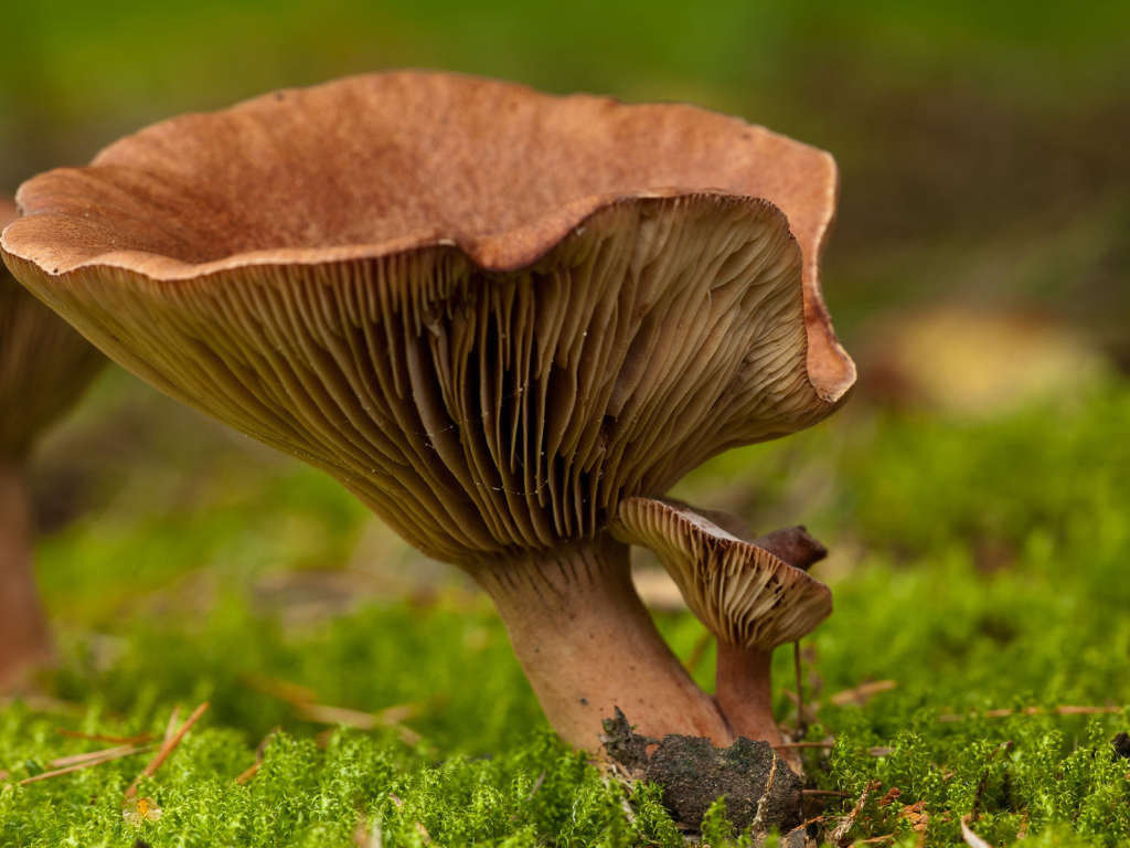 Гриб среди мха