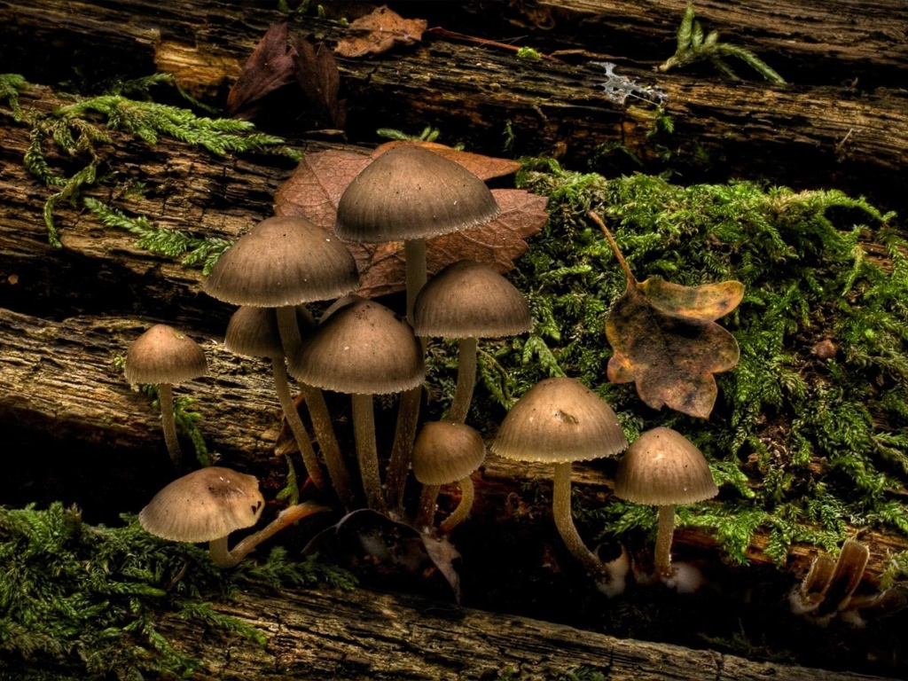 Гриб на дереве