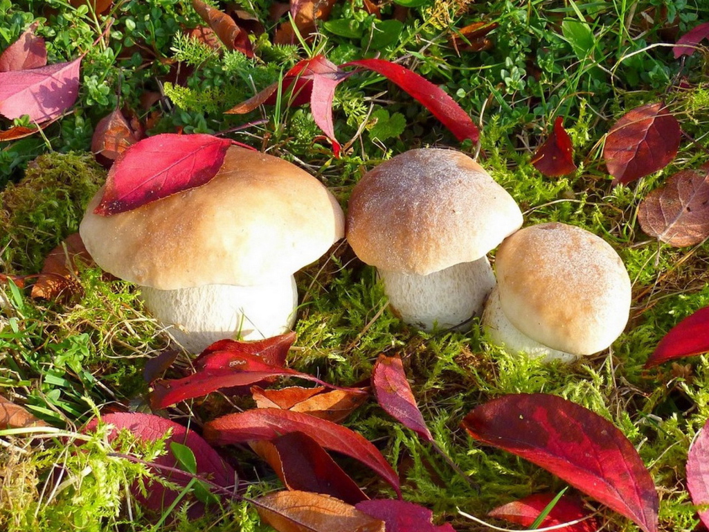 Грибы белые