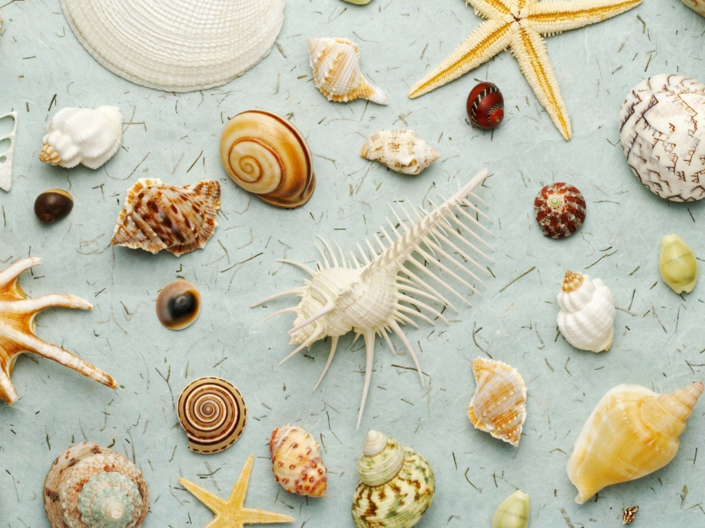 Много ракушек