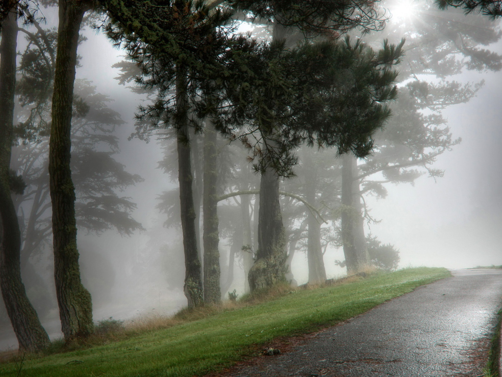 Парк в тумане