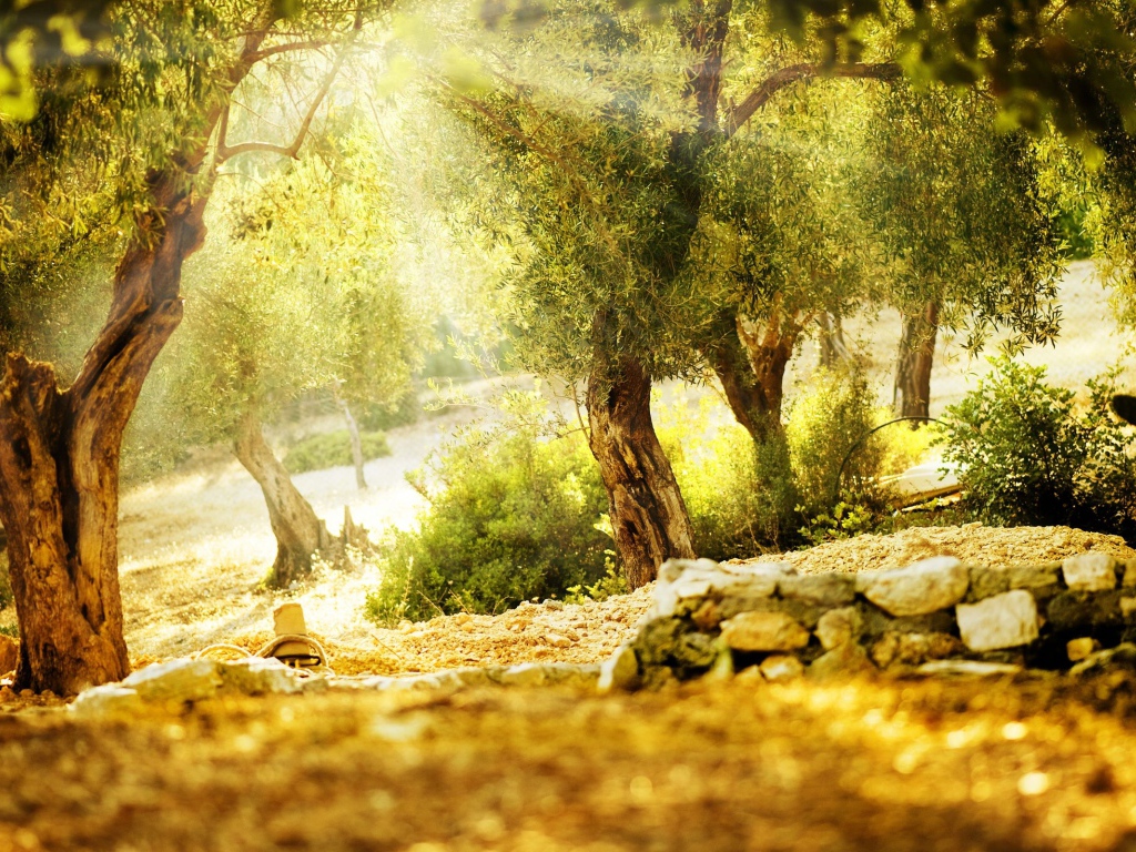 Летний парк