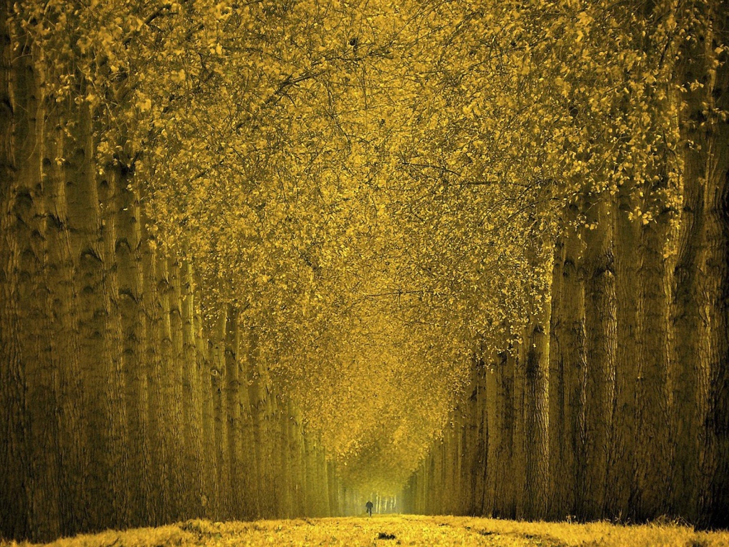 Красивые осенние деревья