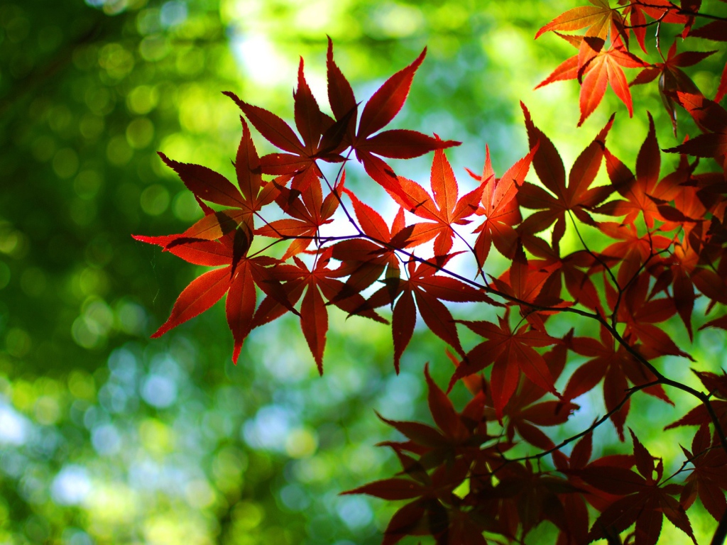 Ветка с листьями