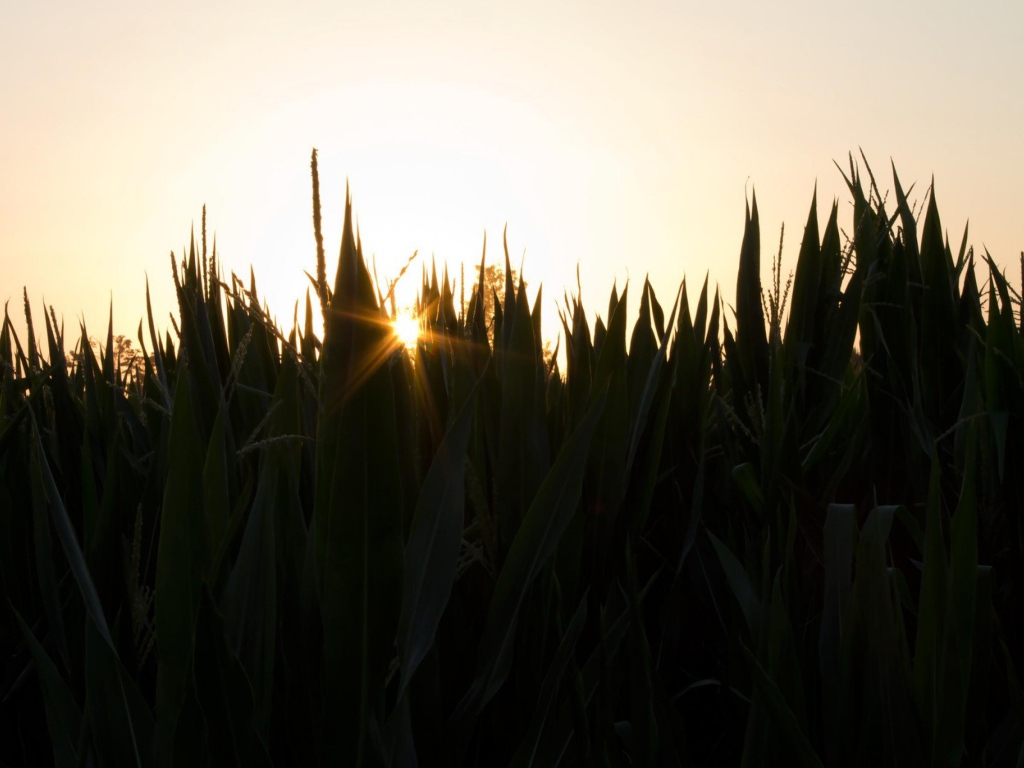 Вечерняя заря