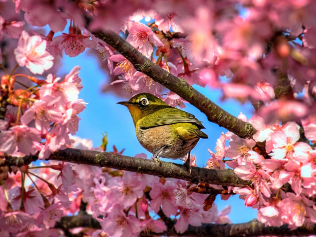 Птичка в сакуре