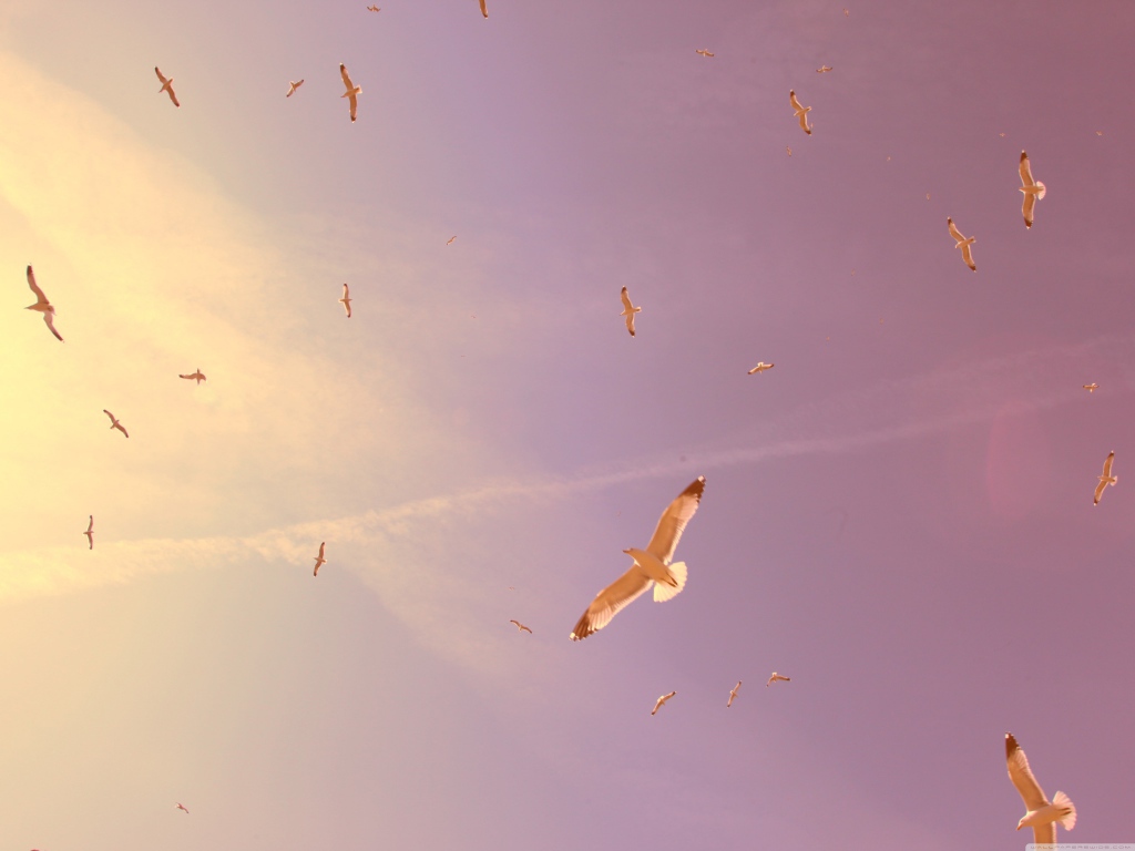 Птицы в полете