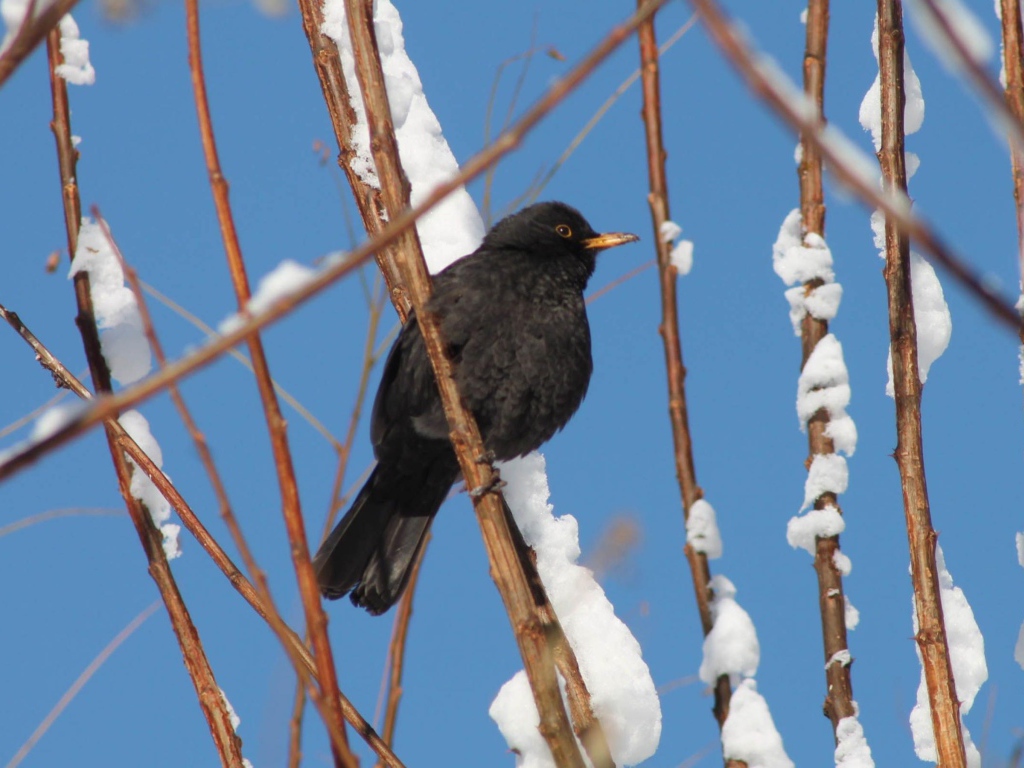 Черная птичка