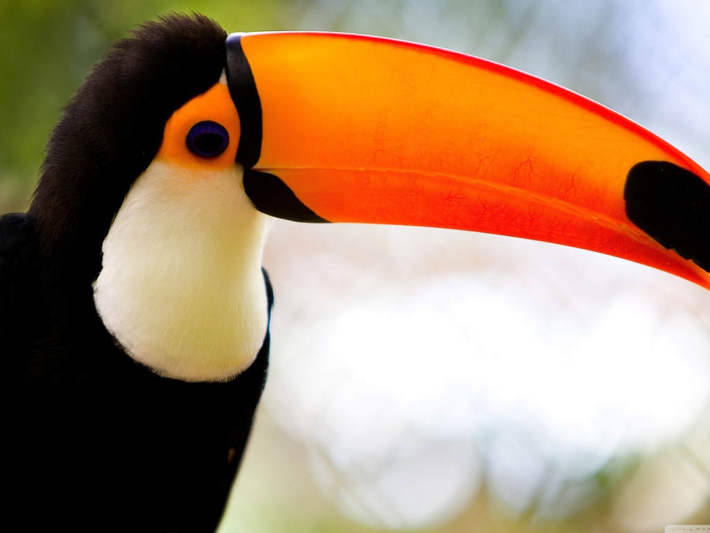 Карибский тукан