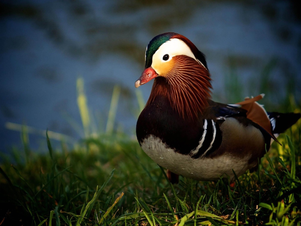 Утка в траве у озера