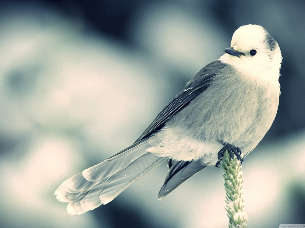 Маленькая белая птица