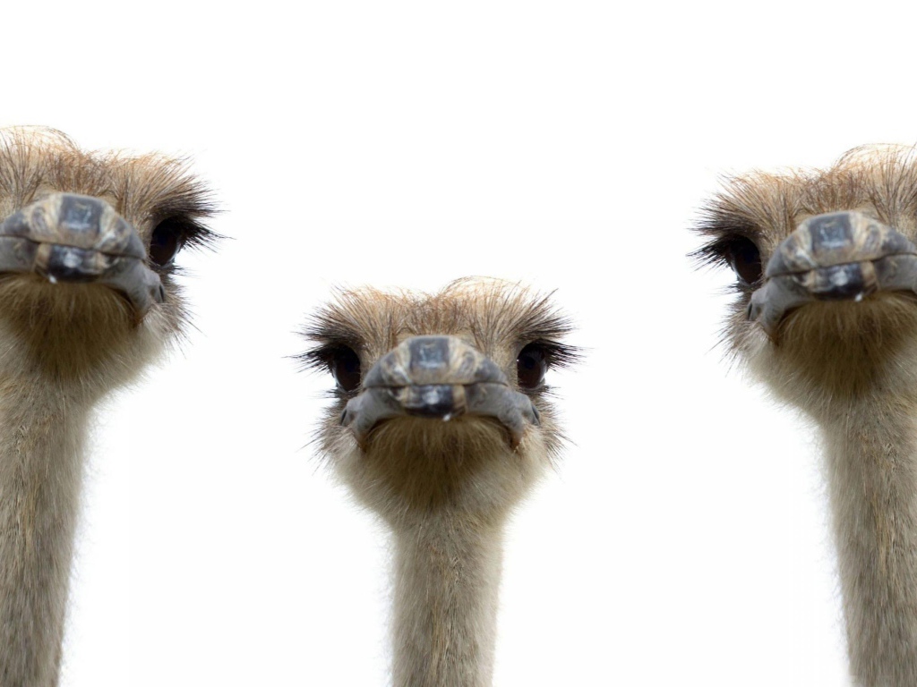 Три страуса