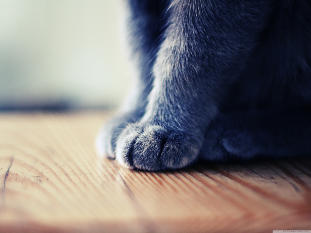 Серенькие лапки