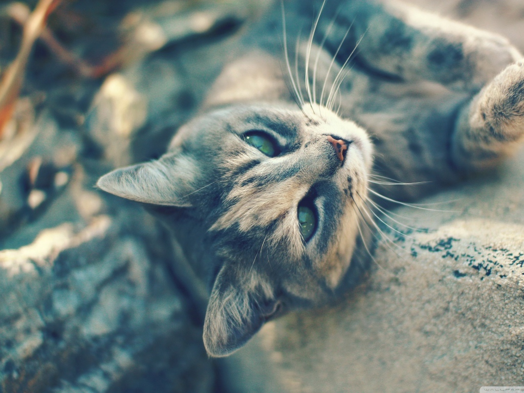 Игривый котенок на камнях