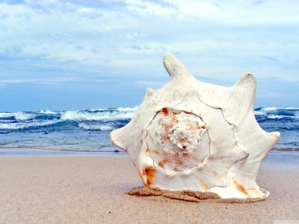 Ракушка на пляже