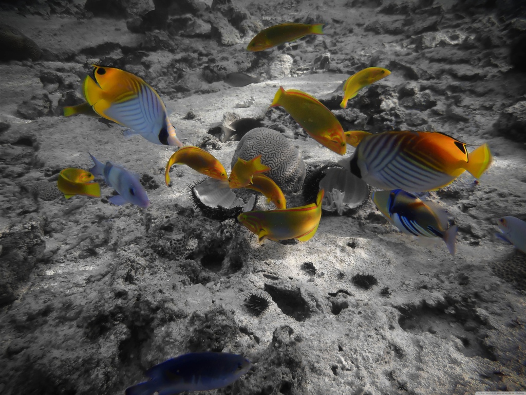 Раротонга под водой