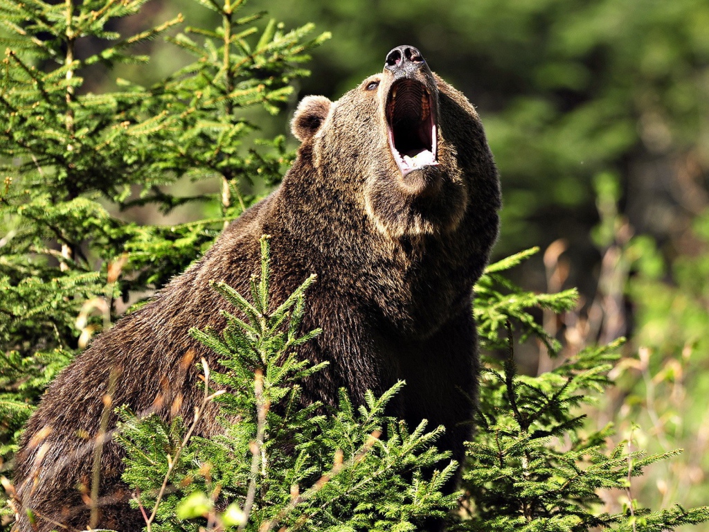 Медведь открыл пасть