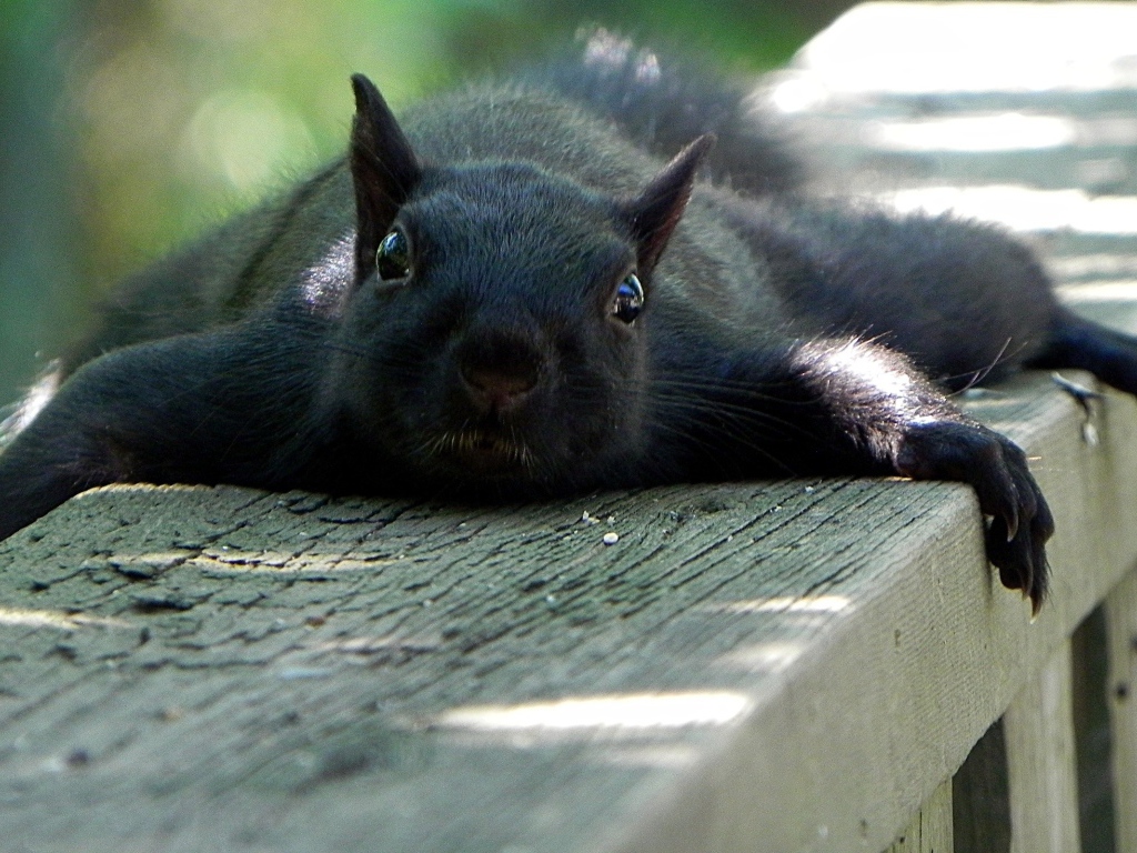Черная белка