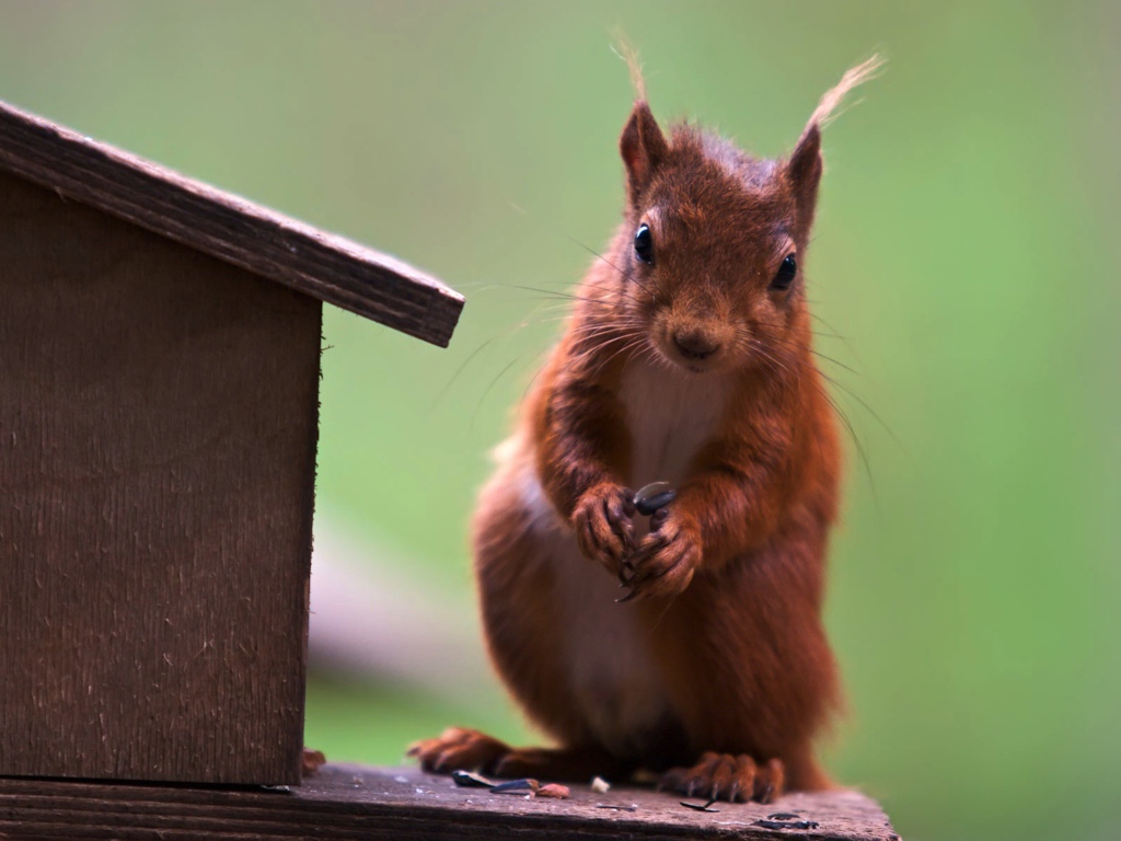 Белка у кормушки