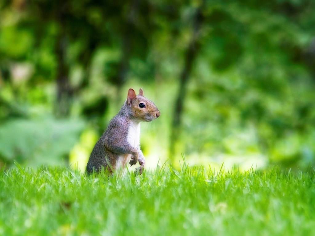 Белка в лесу