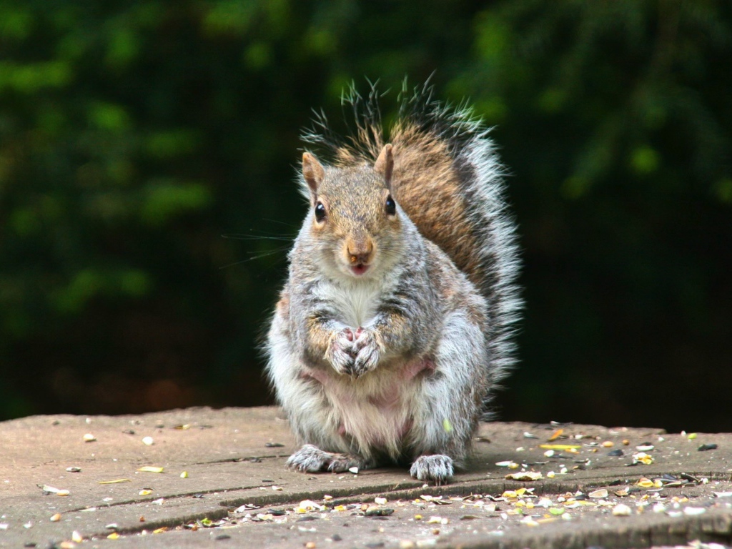 Белка на пне
