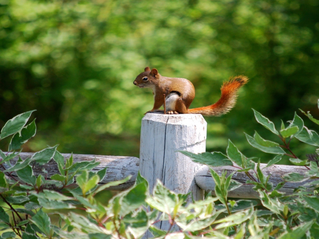 Белка на белом заборе