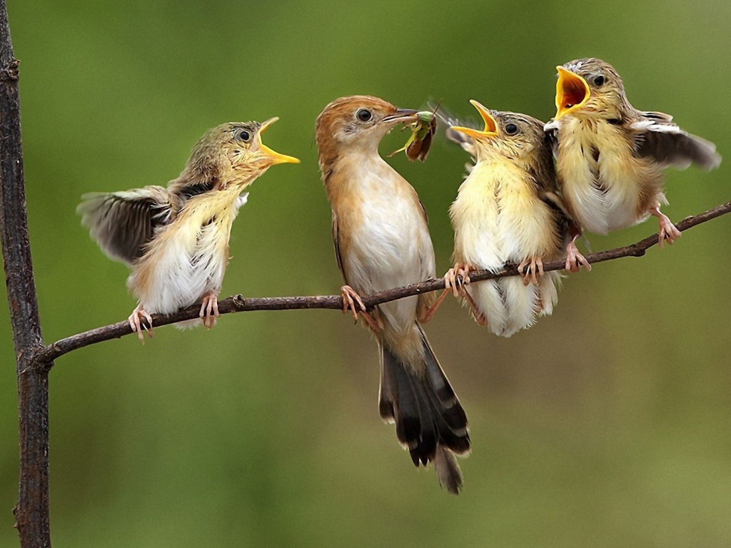Птичка кормит птенцов на ветке