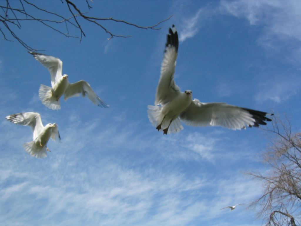 Птицы Чайки в полете