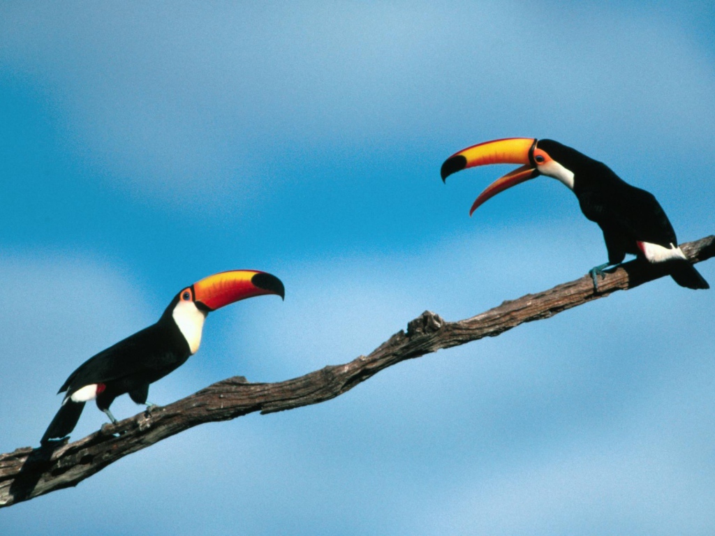 Птицы туканы сидят на ветке