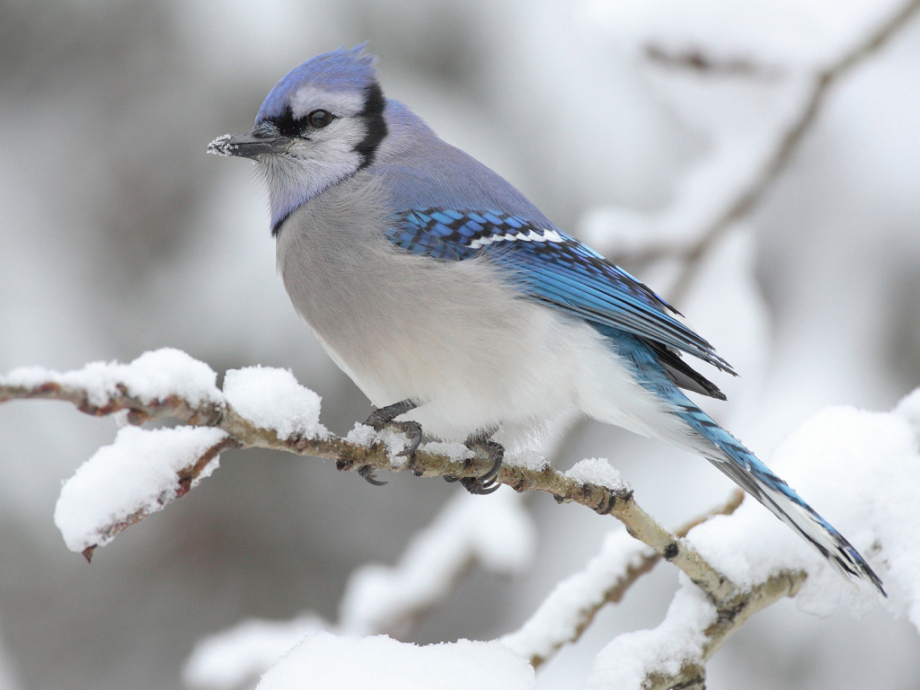 Голубая сойка на ветке