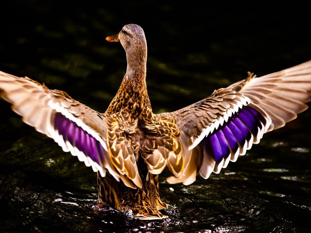 Селезень машет крыльями