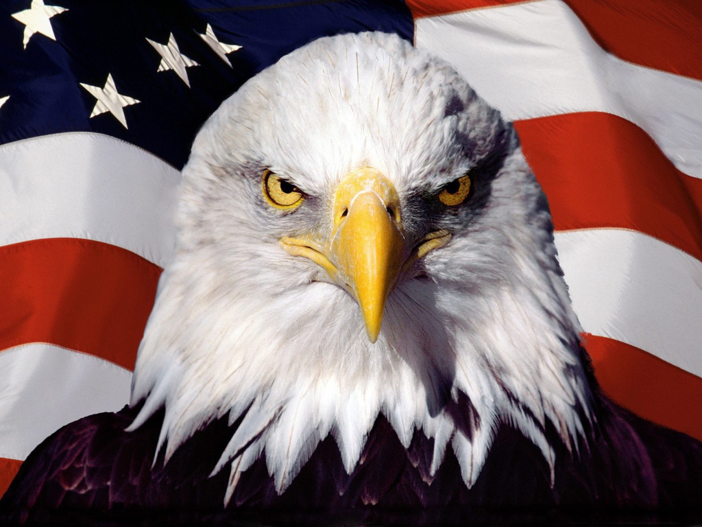 Eagle on the background of the American flag
