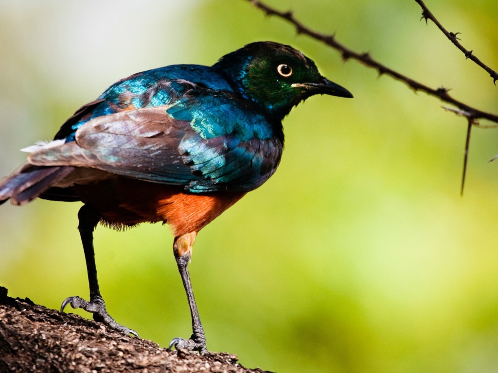 Перламутровая птица