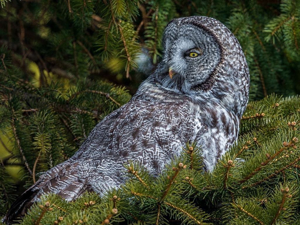 Сова сидит на дереве