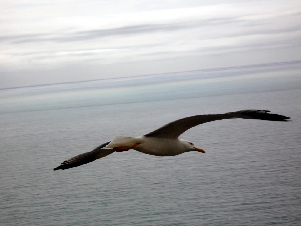 Чайка в полете