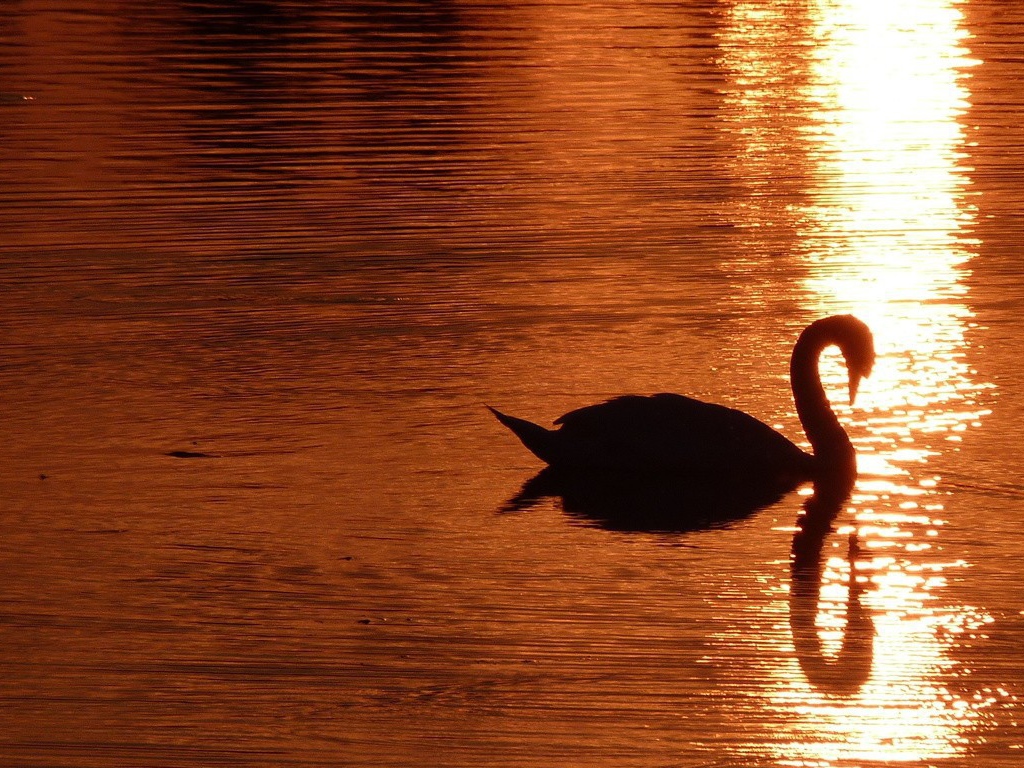Лебедь на золотом закате