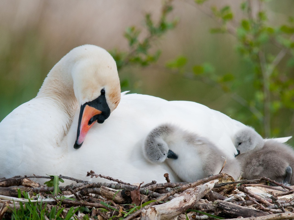 Лебедь с птенцами