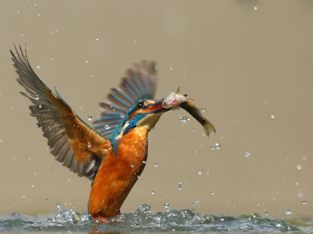 Птица поймала рыбу