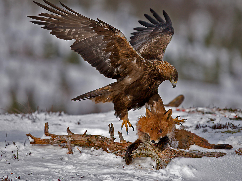 Орел ловит лису
