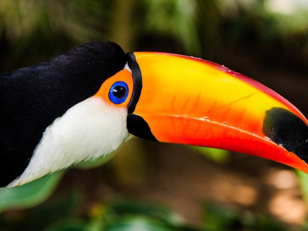 Птица Тукан