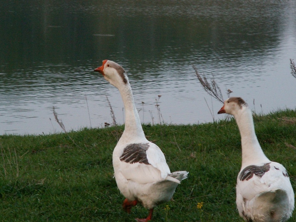 Гуси идут к воде
