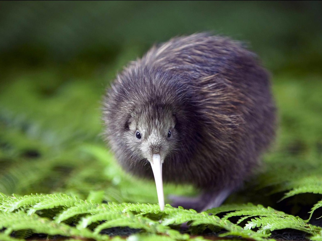 Птенец птицы киви