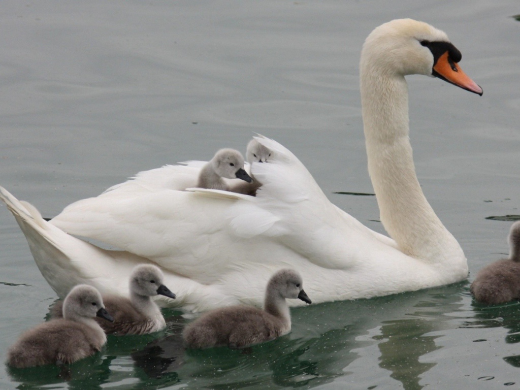 Лебедь со своими детьми