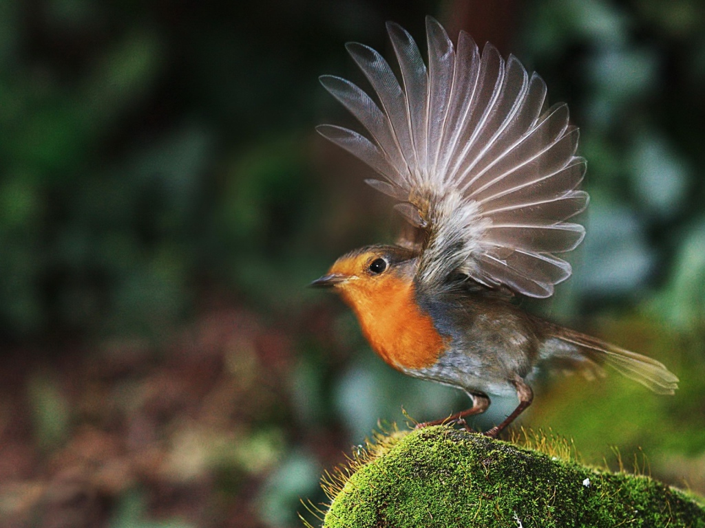 Птичка взлетает