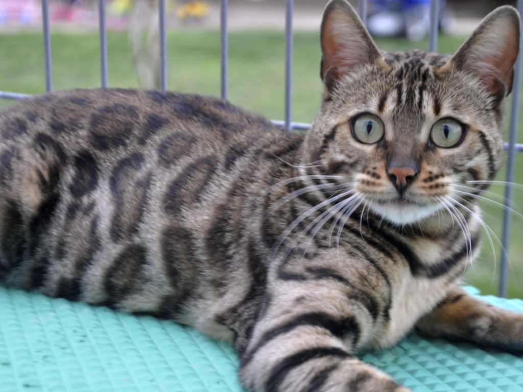 Красивый серебристый бенгальский кот