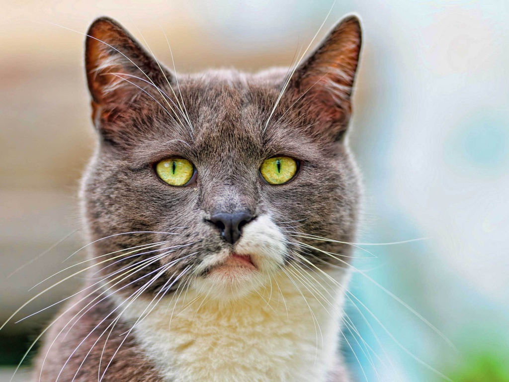 Кот с ухмылкой