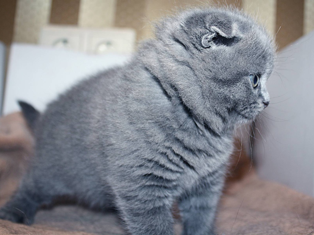 Маленький серый шотландский вислоухий кот