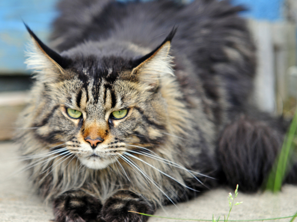 Злой, но красивый кот мейн-кун