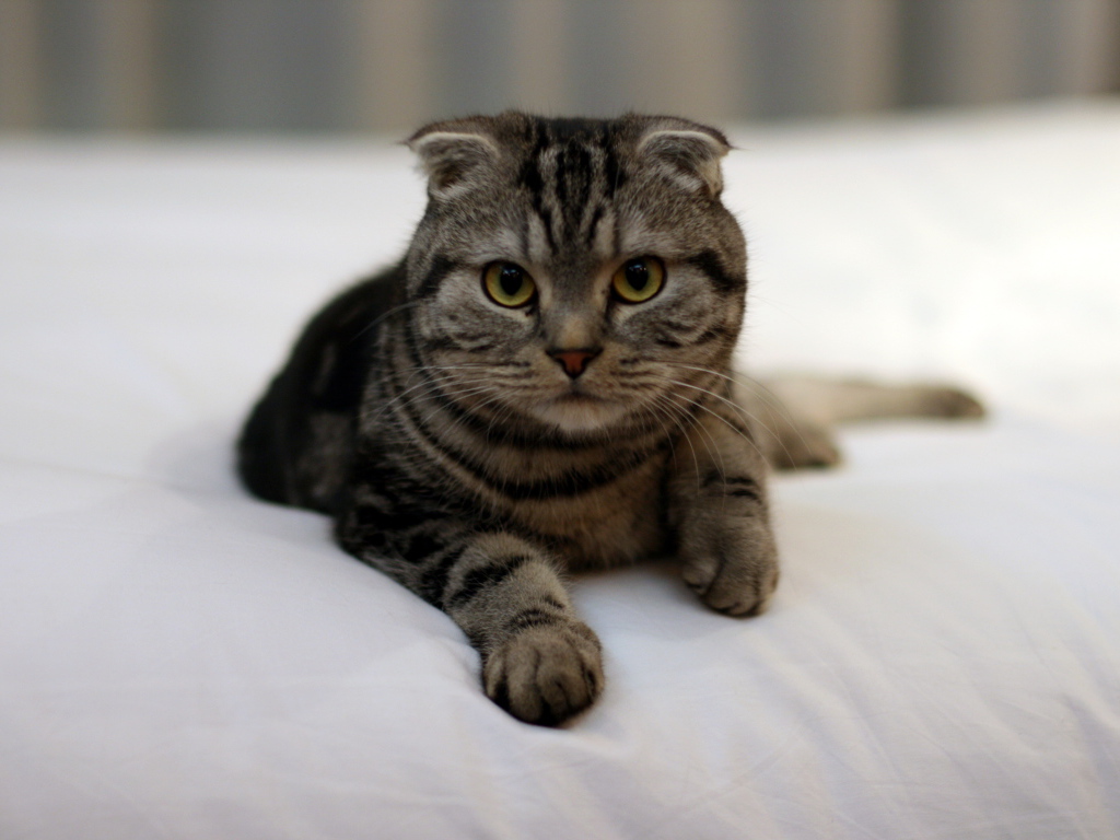 Красивый шотландский вислоухий кот с зелёными глазами в на кровати