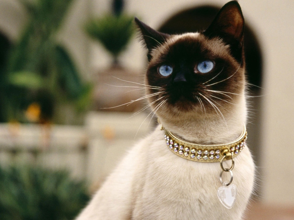 Красивый сиамский кот